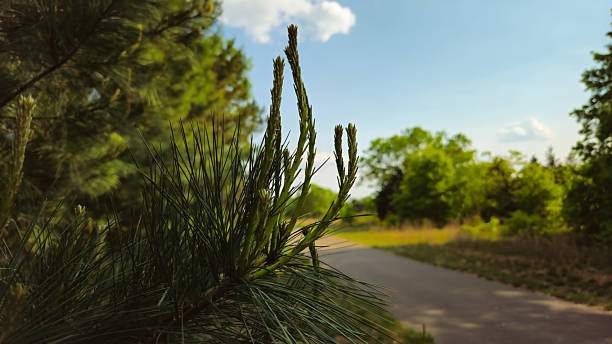 new growth on a pine tree against a trail and sky background. beautiful spring summer nature landscape. growth mindset, parks, ecology, and healthy lifestyles design element. concept of a journey forward.