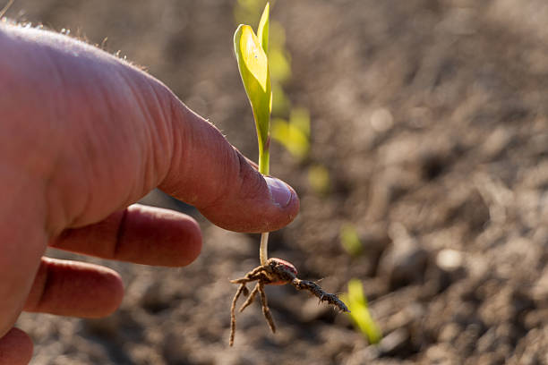 istock A hand gently holds a young corn seedling, showcasing its roots and tiny leaves, while more seedlings grow in the background under bright sunlight 2217882168