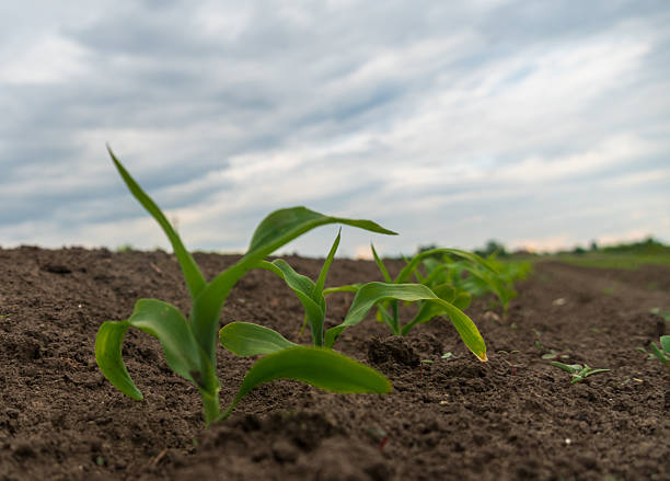 istock Young corn plants are sprouting from dark soil in a rural field under an overcast sky during the evening, showcasing the early stages of growth 2217882183