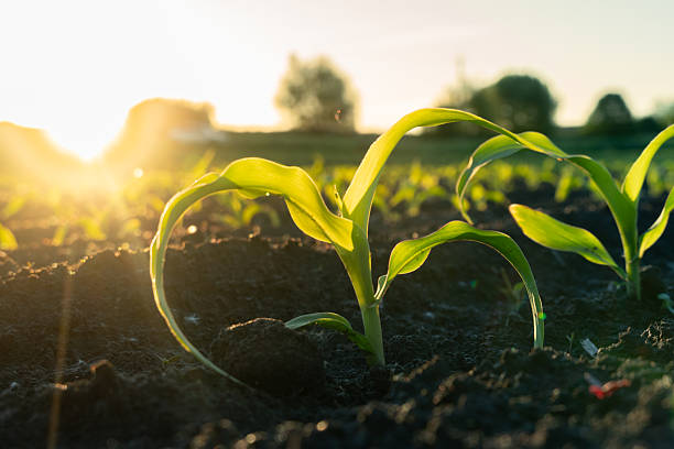 istock Young corn plants emerge from dark soil under the warm glow of the setting sun, highlighting the beauty of agricultural growth in a serene countryside setting 2217882195