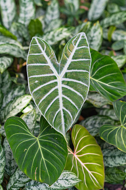 istock Ornamental Anthurium crystallinum leaves display bold veining and lush texture. 2217882372