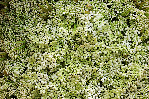 A macro shot highlighting a compact, textured cluster of tiny green and white floral buds, resembling sedum or herbaceous blossoms. The tight composition emphasizes natural patterns and organic structure, making this image ideal for background textures, botanical themes, or design elements focused on freshness and greenery.