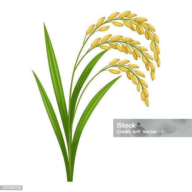 Leaf Ear Rice Rice Ears With Leaves Stock Illustration - Download Image Now ...