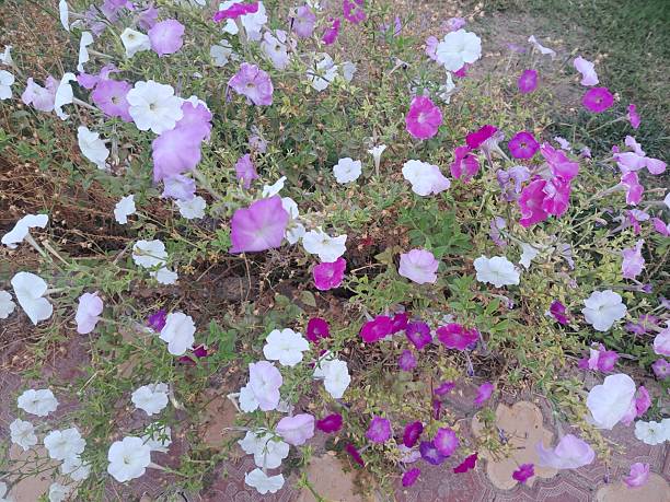 Flower  and spring  time