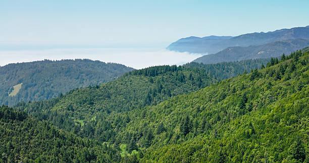 istock Pine Tree Covered Mountains Meet a Fog Layer Above the Pacific Ocean in Humboldt County, CA - Aerial 2217884981