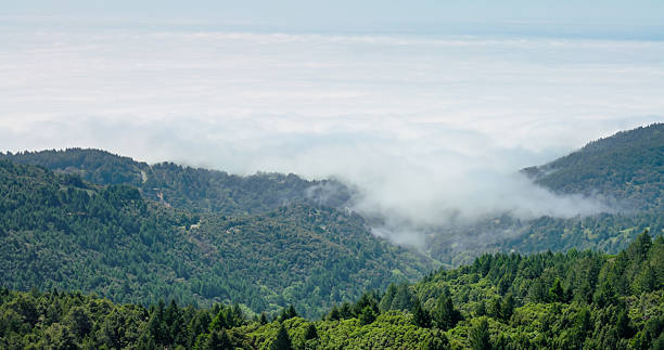 Aerial shot of pine tree covered mountains in Humboldt County, CA on a sunny day facing the Pacific Ocean.