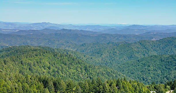Aerial shot of the King Mountain Range. The mountains are covered in lush green grass and pine trees on a sunny day in Humboldt County, CA.