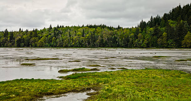 Aerial view of mud flats on the shores of Willapa Bay on the Washington Coast on an overcast day in spring.