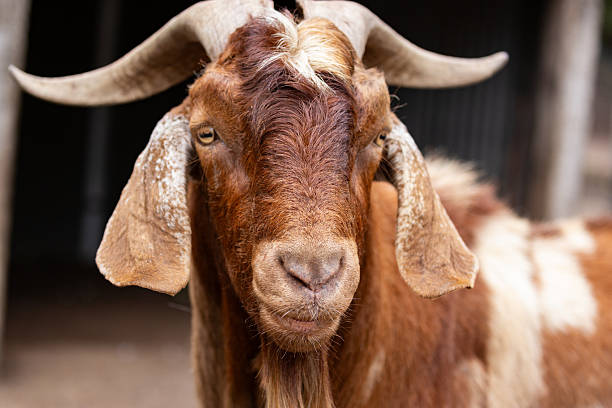 istock A rich brown goat with curly horns eagerly awaiting being fed 2217887720