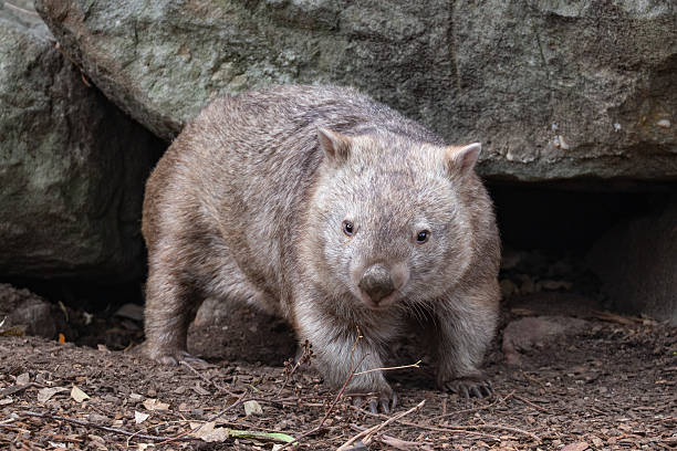 istock A charming wombat (Vombatus ursinus) stands in a rocky clearing within an Australian forest, its sturdy body covered in thick fur as it curiously surveys its surroundings 2217887733