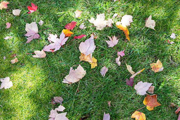 A vibrant carpet of maple leaves in hues of pink, red, orange, and grey covers the grass as they drift down in the crisp air of autumn.