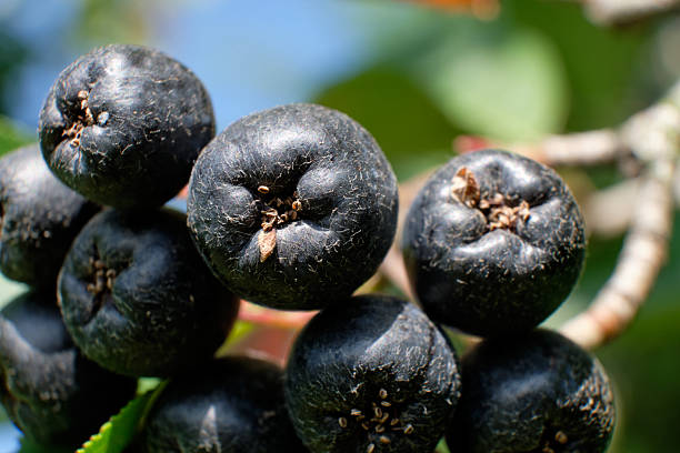 istock Black Rowan garden plant, bunches close-up 2217888124