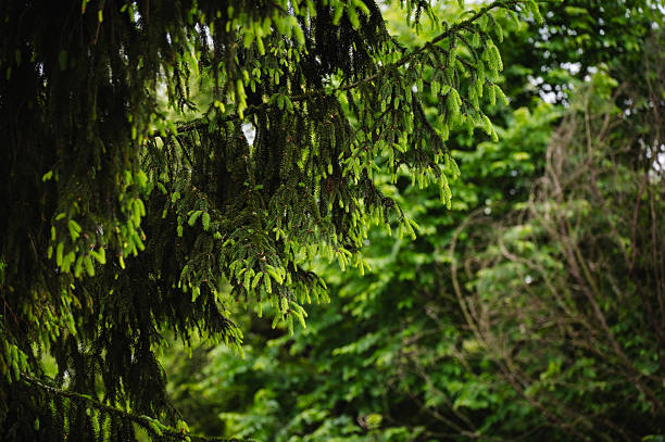 A detailed view of spruce tree branches with fresh green needles, captured in a dense forest setting. The layered foliage and soft natural lighting create a peaceful, shaded atmosphere that highlights the richness of temperate woodland environments.