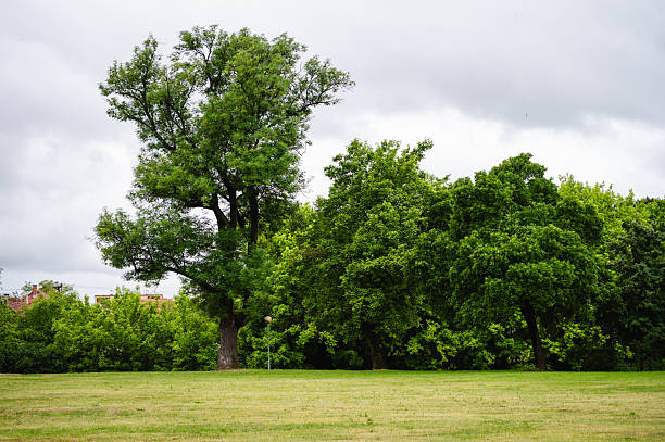 Beautiful sunny summer landscape showing huge old oak beside country road and the farm house.