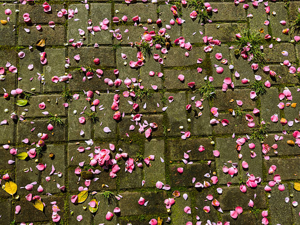 Scattered rose petals lie across a mossy brick pathway, creating a vivid contrast between the vibrant pink and the earthy tones of the stone. The petals, randomly strewn, hint at a recent breeze or passing event. Small tufts of grass emerge between the bricks, adding natural texture and a touch of untamed beauty.
