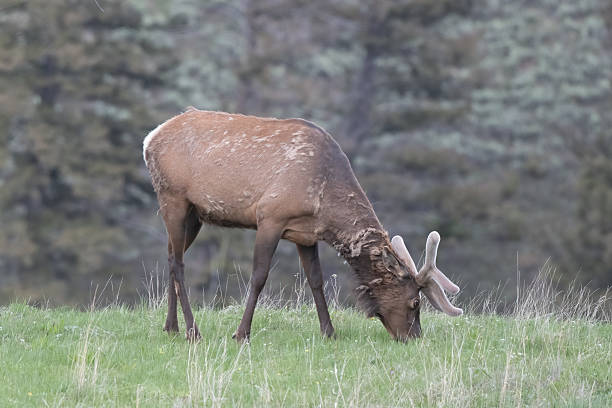 Bull elk with new velvet antlers in Yellowstone, Wyoming, United States.