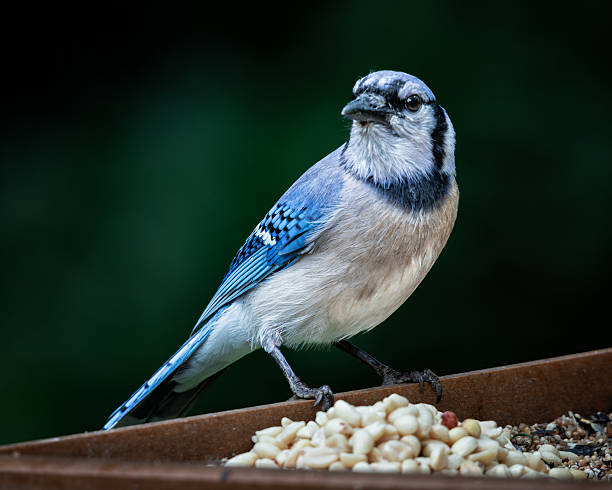 istock Close-Up of Blue Jay on Feeder 2217896316