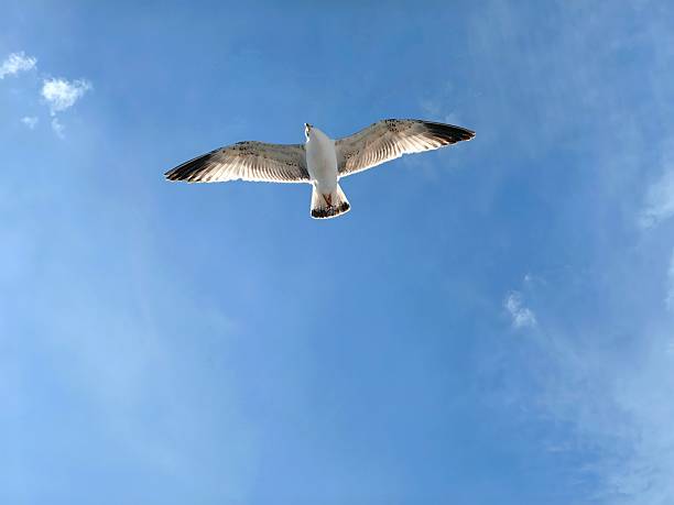 seagull glides effortlessly overhead against backdrop clear blue sky. sunlight highlights its feathers, showcasing its grace in flight above coast. close up.