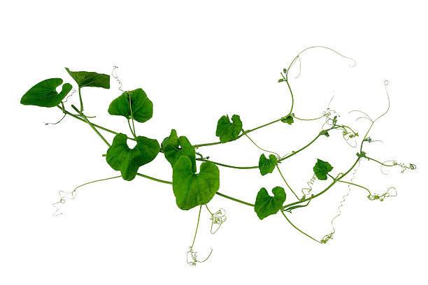 istock Green vines plant hanging a string isolated on white background. 2217899186