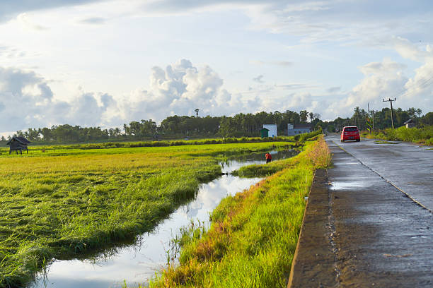 Expansive Green Rice Paddies Under A Bright Sky