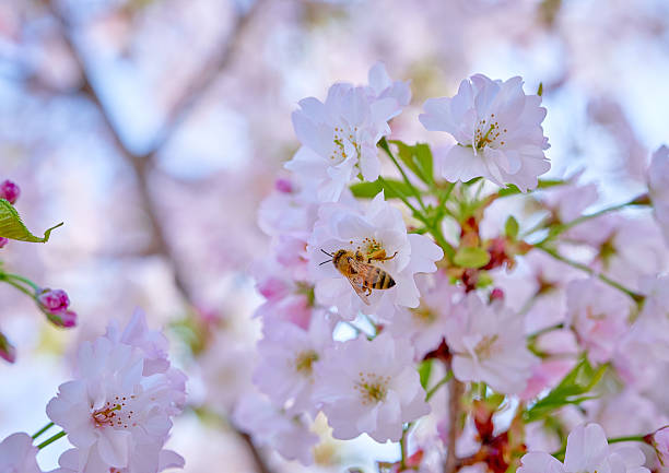 Cherry Blossom Trees bring billowy pink and white blooms in the spring. These blooms often last no more than two weeks and are also a symbol of renewal and the ephemeral nature of life.