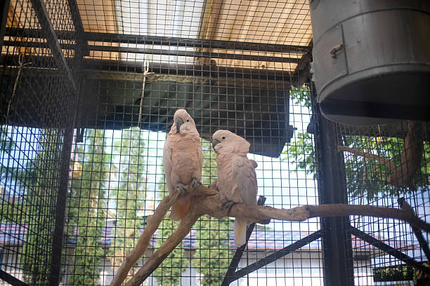 istock Two pale pink cockatoos perched on a branch inside a large wire mesh cage with green foliage and blue sky visible outside. The birds are facing each other, showing their soft plumage. 2217907712