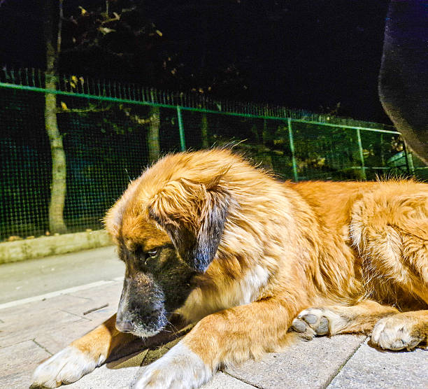 istock Randomly photos of dogs outside 2217908698