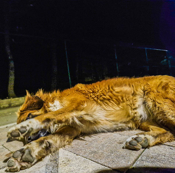 Homeless stray dog sleeping