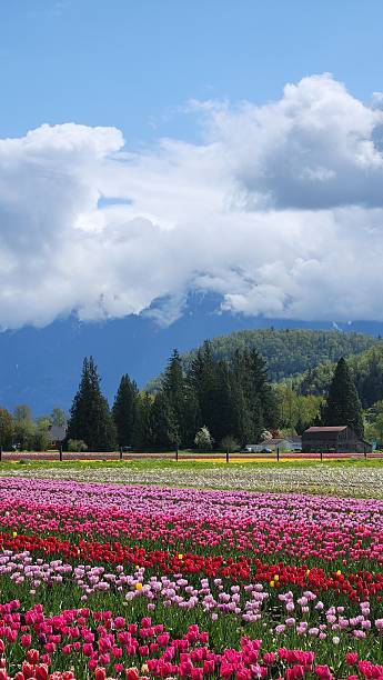 istock Springtime Colorful Tulips in Full Bloom Under a Cloudy SkyWith mountain backdrop 2217911054