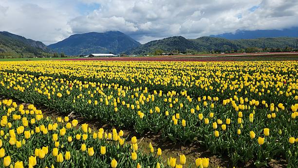 istock Blooming tulips field with mountain range in the background under cloudy sky 2217911070
