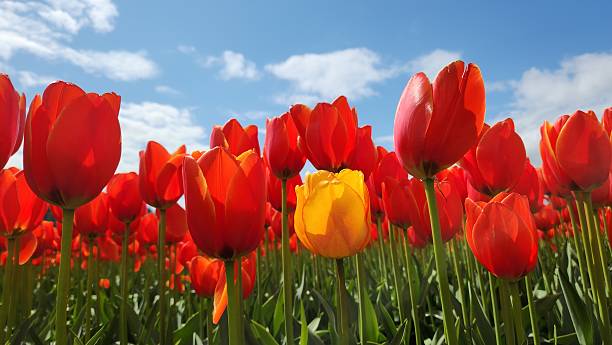 istock Closeup of blooming tulips 2217911075