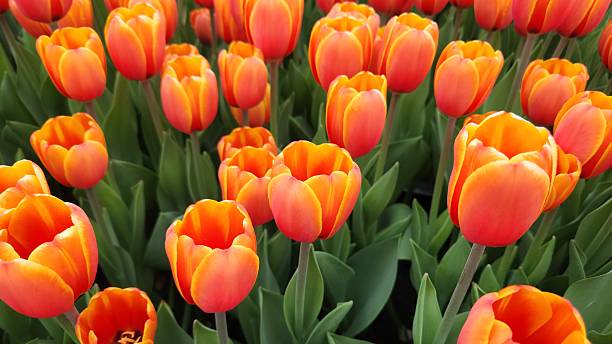 Closeup of blooming tulips