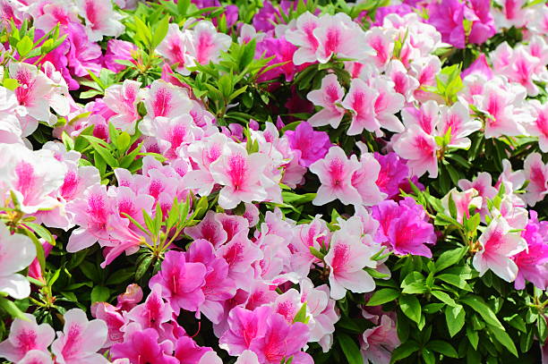 istock Beautiful Japanese Azalea 2217911848