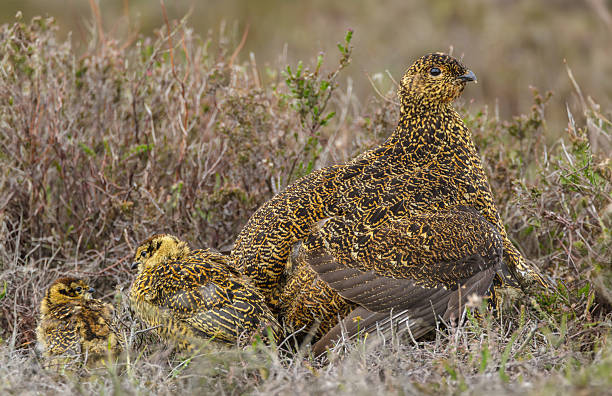 istock Red Grouse hen in Springtime with two small chicks looking at one another on managed grouse moorland, North Yorkshire Moors 2217912279
