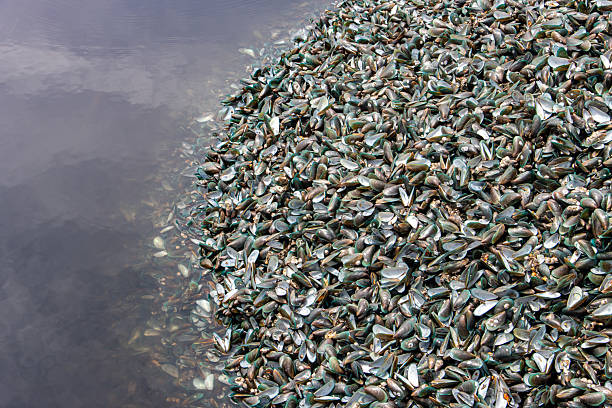 Piles of empty shells of shellfish at a water, Thailand.