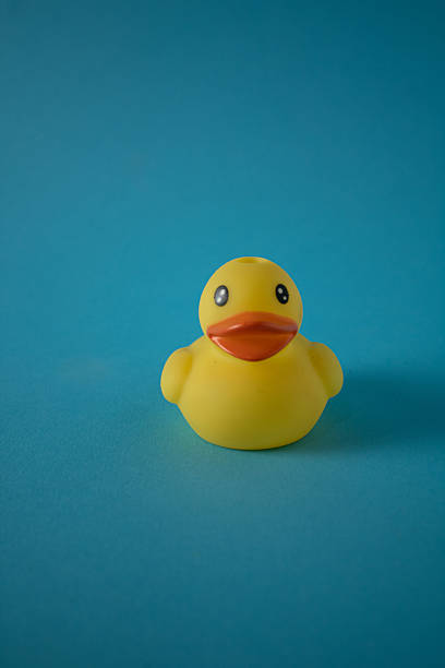 istock A little yellow duck swims along the blue river. 2217912873