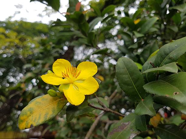 istock Yellow Mai flower. 2217913239