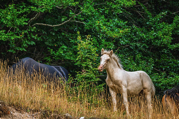 wild horses pasturing inside the Mount Volturino woods, Marsicovetere, Potenza