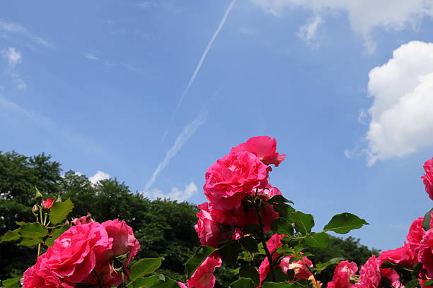 Scenery of Saitama, Japan