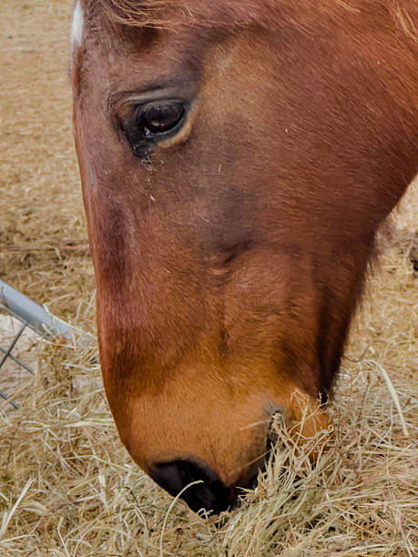 istock Horse Eating  Hay 2217914032