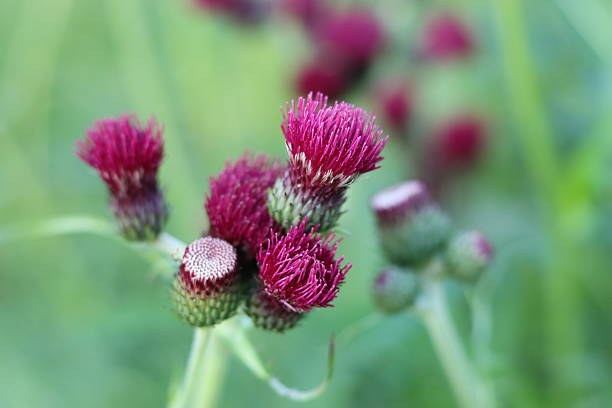 Crimson thistle or cirsium rivulare flowers
