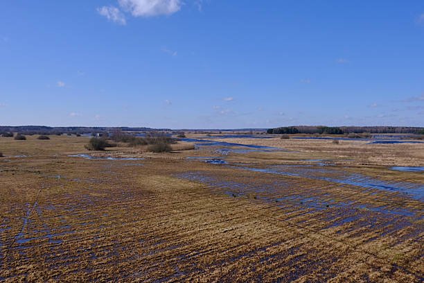 istock Flooded valley of Narew River in springtime 2217916540