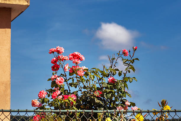Beautiful blooming roses against a bright blue sky