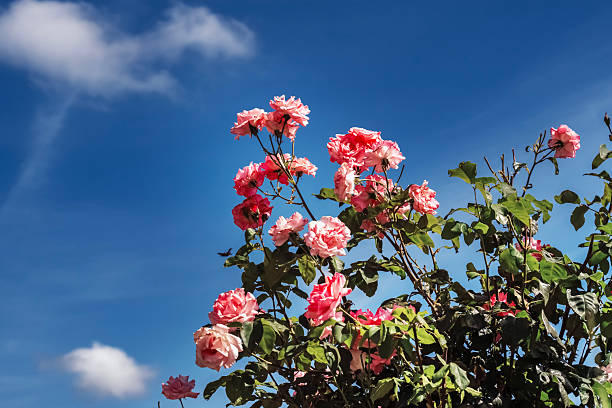 Vibrant pink roses flourish against a clear blue sky, showcasing the beauty of Bulgaria's spring.