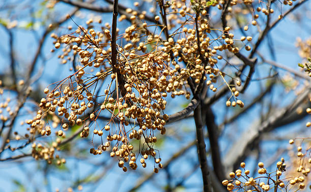 istock A tree with many small brown flowers on it 2217917783