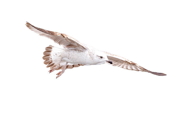 istock Seagull bird in flight isolated on white background 2217917900