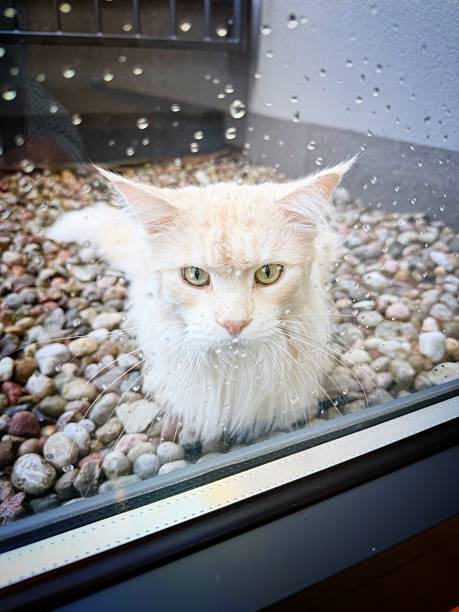 Grumpy Maine Coon cat outside in the rain