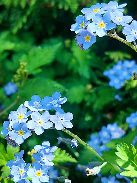 istock Delicate Blue Forget-Me-Not Flowers Blooming in Spring Garden 2217921404