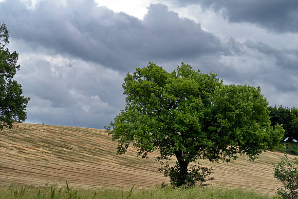 oak tree in a field of dry grass against cloudy sky