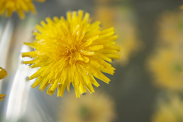 Dandelion floating in water. Blurred background.